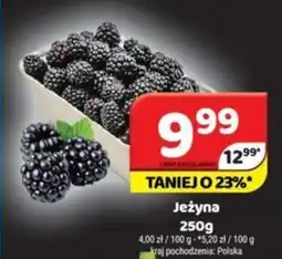 Delfin Jeżyna oferta