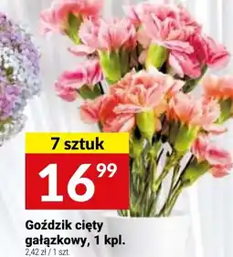 Twój Market Goździk cięty gałązkowy oferta