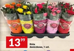 Twój Market Róża doniczkowa oferta
