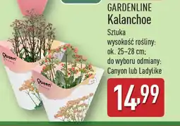 ALDI Gardenline kalanchoe oferta