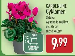 ALDI Gardenline cyklamen oferta
