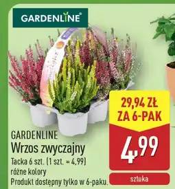 ALDI Gardenline wrzos zwyczajny oferta