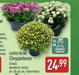 ALDI Gardenline chryzantema oferta