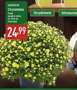 ALDI Gardenline chryzantema oferta