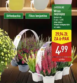 ALDI Gardenline wrzos zwyczajny oferta