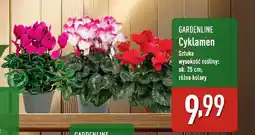ALDI Gardenline cyklamen oferta