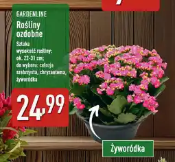 ALDI Gardenline rośliny ozdobne oferta