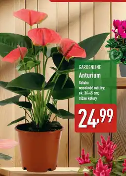 ALDI Gardenline anturium oferta