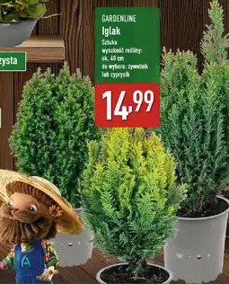 ALDI Gardenline iglak oferta