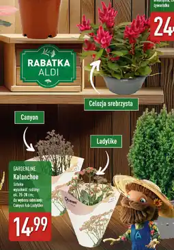 ALDI Gardenline kalanchoe oferta