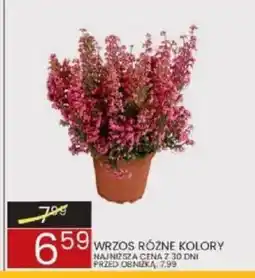 Wafelek Wrzos oferta