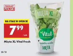 Biedronka Mięta XL Vital Fresh oferta