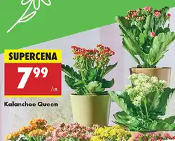 Biedronka Kalanchoe Queen oferta