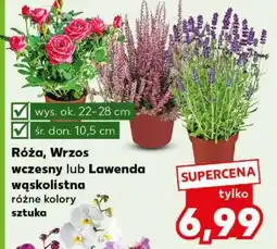 Kaufland Róża, Wrzos wczesny lub Lawenda wąskolistna oferta