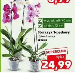 Kaufland Storczyk 1-pędowy oferta