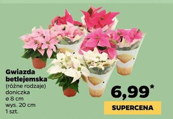 Netto Gwiazda betlejemska oferta