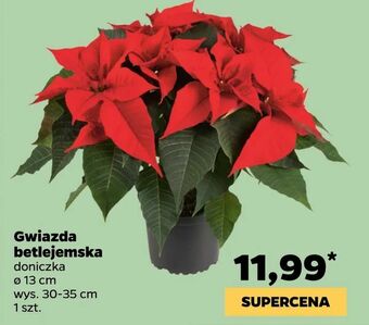 Netto Gwiazda betlejemska oferta