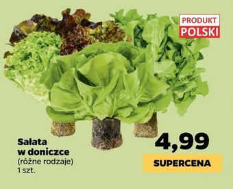 Netto Sałata w doniczce oferta