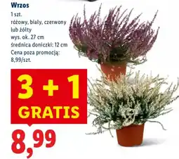 Lidl Wrzos oferta