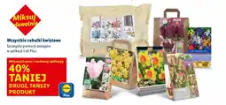 Lidl Cebulki kwiatowe oferta