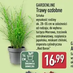 ALDI Trawy ozdobne Gardenline oferta