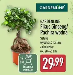 ALDI Fikus Ginseng/Pachira wodna Gardenline oferta