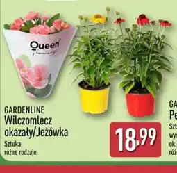 ALDI Gardenline Wilczomlecz okazały/Jeżówka oferta