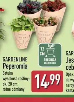 ALDI Gardenline Peperomia oferta
