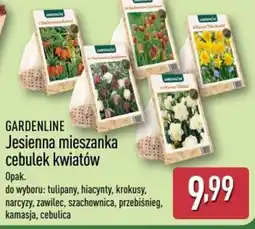 ALDI Gardenline Jesienna mieszanka cebulek kwiatów oferta