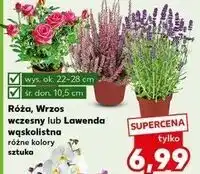 Kaufland Lawenda śr. don. 10.5 cm oferta