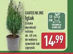 ALDI Gardenline iglak oferta