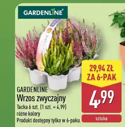 ALDI Gardenline wrzos zwyczajny oferta