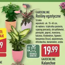 ALDI Gardenline rośliny egzotyczne oferta