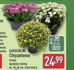 ALDI Gardenline chryzantema oferta