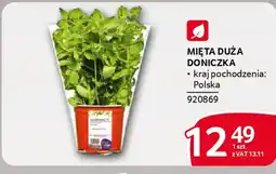 Selgros Mięta duża doniczka oferta