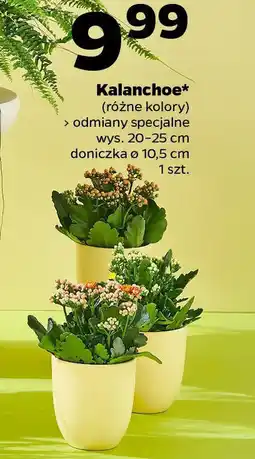Netto Kalanchoe oferta