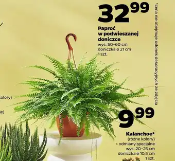 Netto Paproć w podwieszanej doniczce oferta