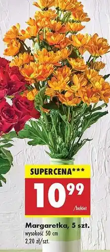 Biedronka Margaretka 5 szt oferta