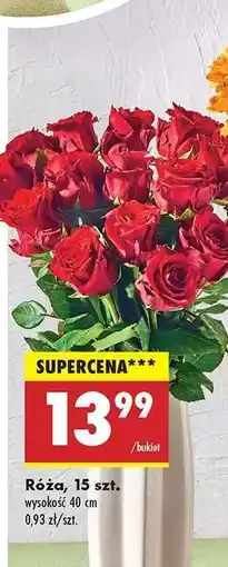 Biedronka Róźa 15 szt oferta
