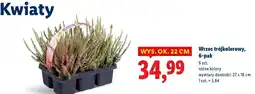 Lidl Wrzos trójkolorowy, 6-pak oferta