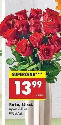 Biedronka Róża 40 cm oferta