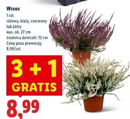 Lidl Wrzos 12 cm żółty oferta