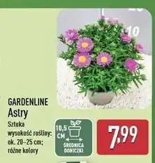 ALDI Aster jesienny 40 cm Gardenline oferta