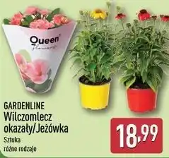 ALDI Jeżówka Gardenline oferta