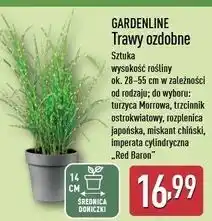 ALDI Imperata cylindryczna Gardenline oferta