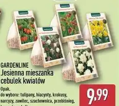 ALDI Przebiśnieg nasiona Gardenline oferta