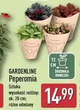 ALDI Peperomia Gardenline oferta