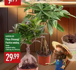 ALDI GARDENLINE Fikus Ginseng/ Pachira wodna oferta