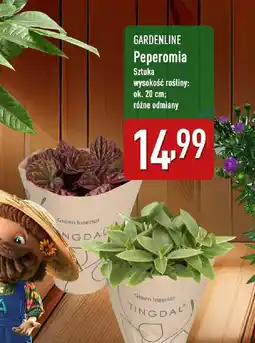 ALDI GARDENLINE Peperomia oferta