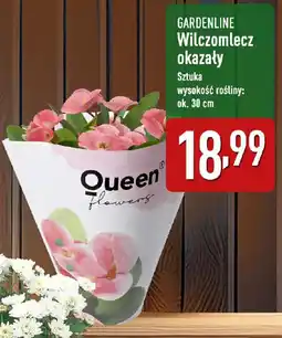 ALDI GARDENLINE Wilczomlecz okazały oferta
